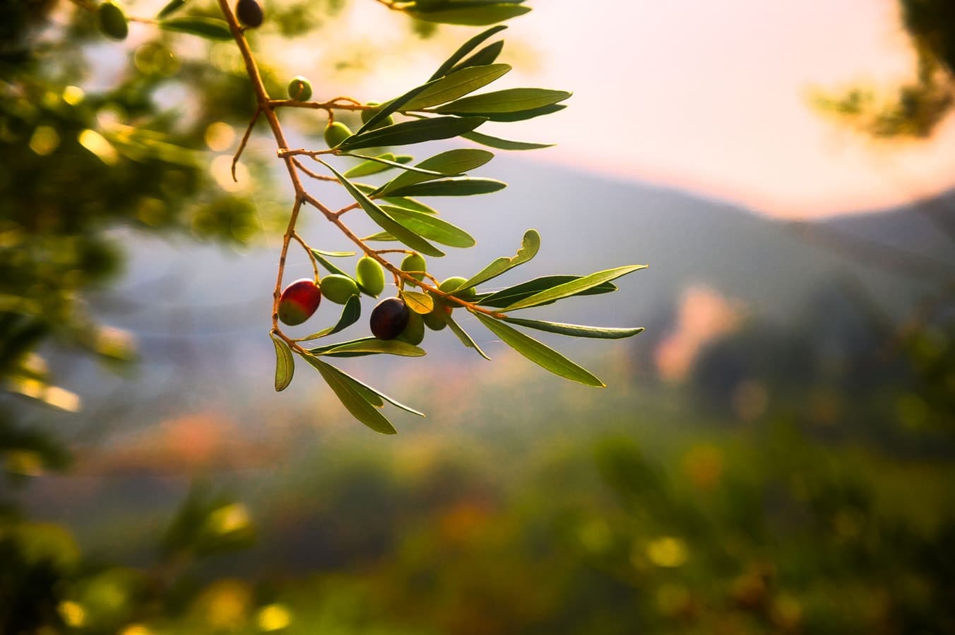 Los olivos son especies endémicas de la biosfera alboránica