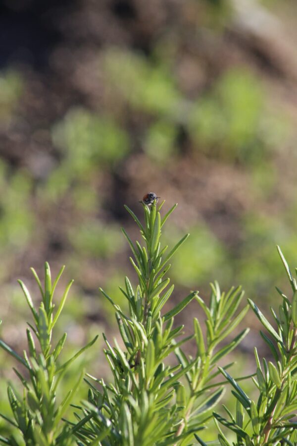 Foto detalle de una de las especies de la isla de biodiversidad alboránica