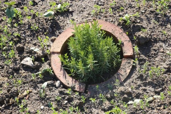 Foto de una de las plantas que forma parte de las medidas compensatorias