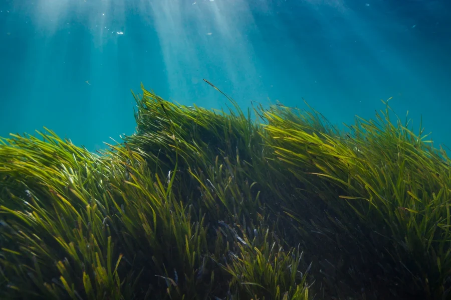 What is the Nature Restoration Law?