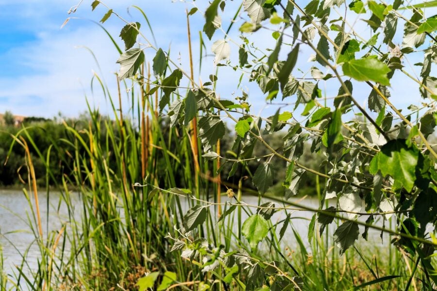 BIOECOREST-SAFARI Project (PART 1): A Project for the Ecological Restoration of the Guadalquivir River
