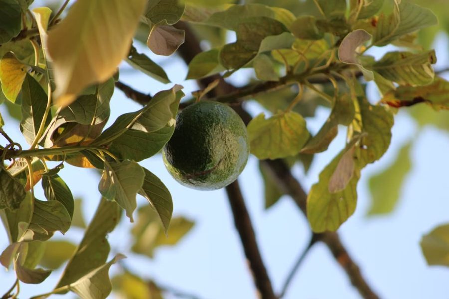 Why we removed the avocado trees from our farm in Coín, Málaga