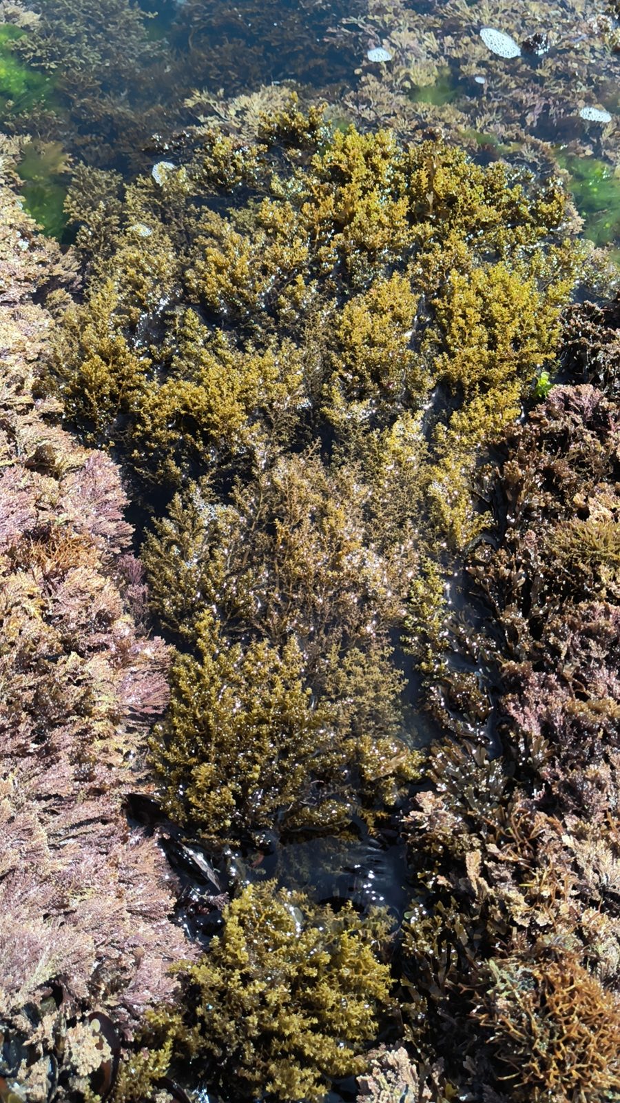 BIOECOREST: un proyecto para la recuperación de los bosques marinos
