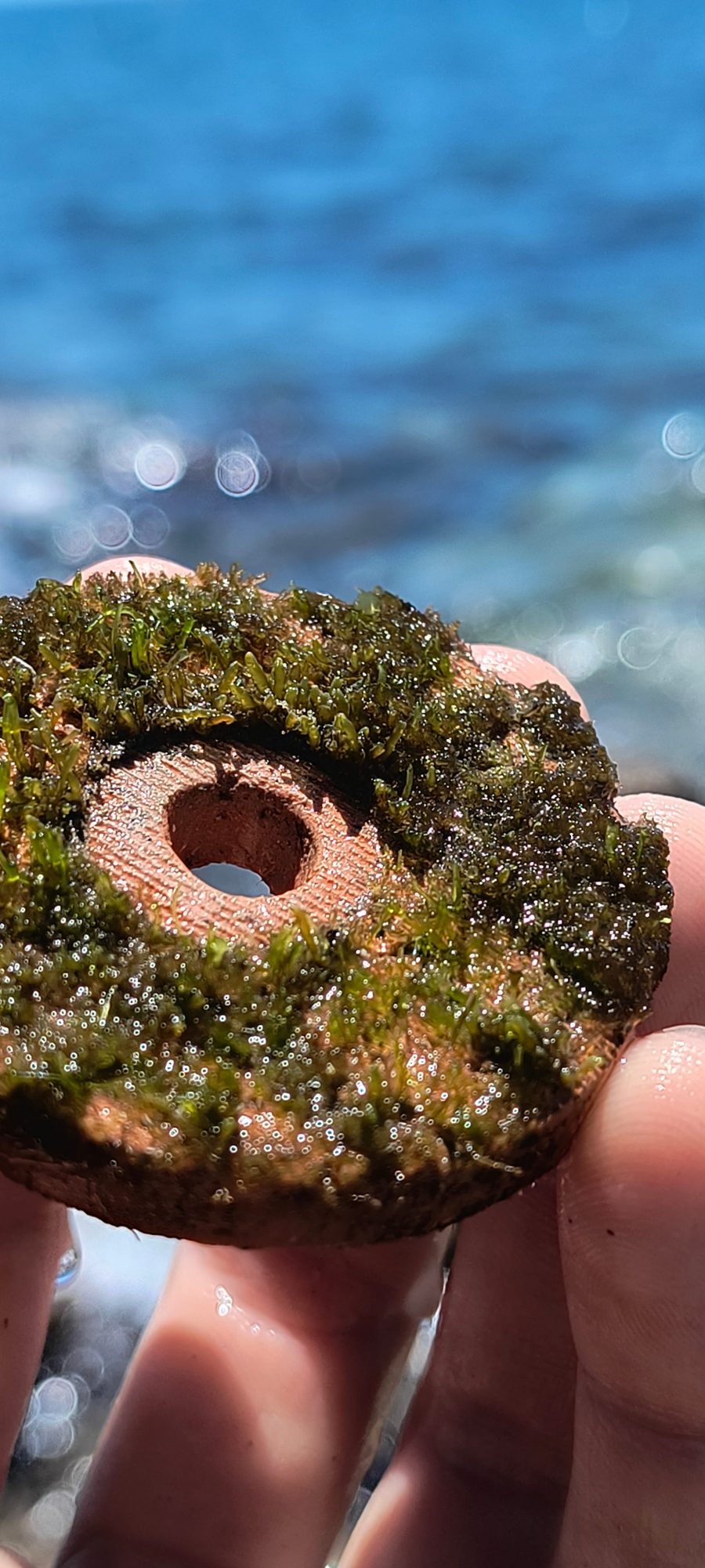Actualización del proyecto BIOECOREST: usando los lodos del Guadalquivir para impulsar la regeneración marina a través de la ecología circular